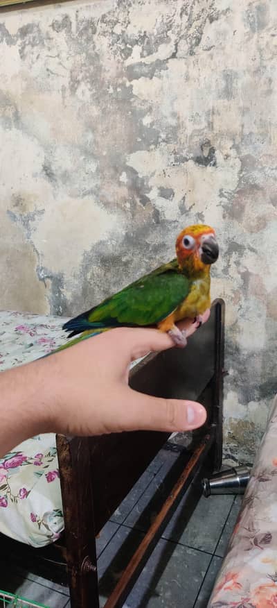 sun conure self chick's