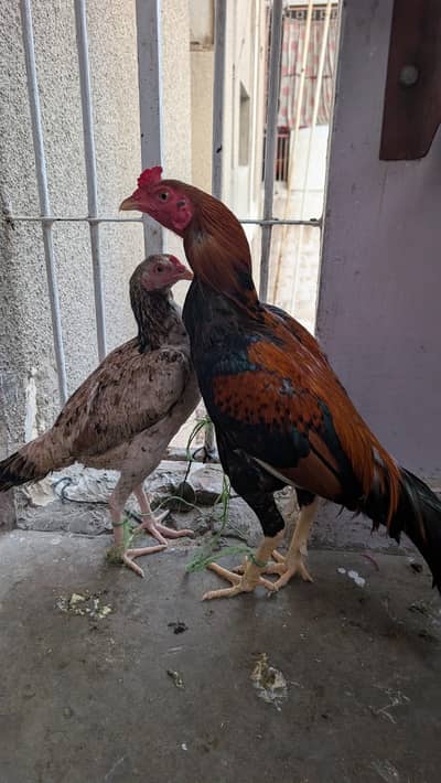 Murga Aur Murgi Jora Sale