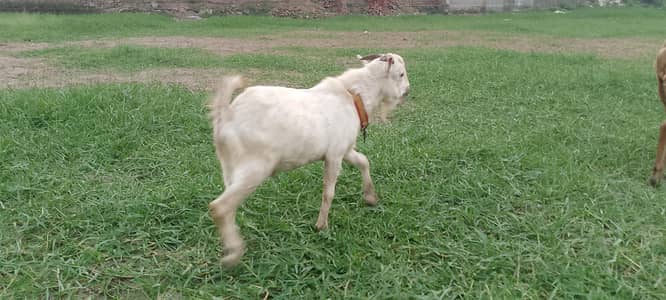 Russian teddy /barbari /pure gulabi