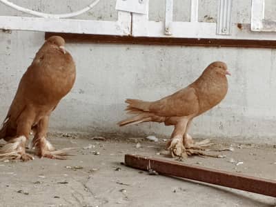 pigeons sell