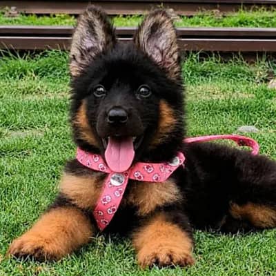 German shepherd Male puppy for sale