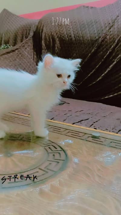 female cats all 2 month kittens WATHSAP NUMBER 03265619905