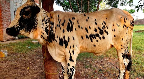 Cholistani Pure wachi