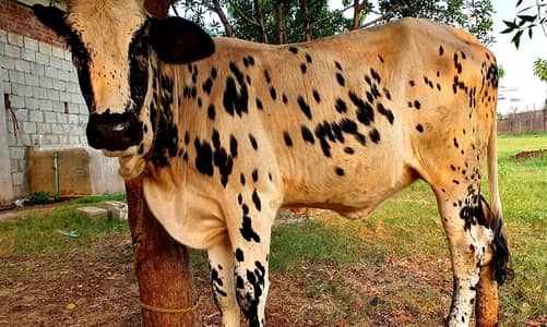 Cholistani Pure wachi
