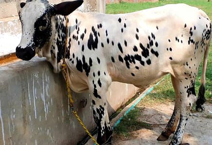 Cholistani Pure wachi