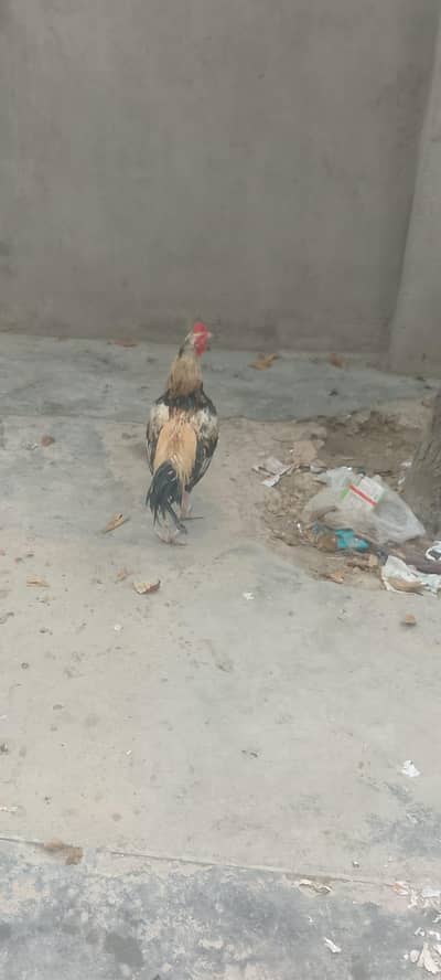 for sale