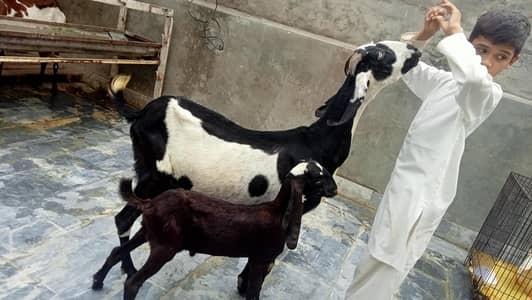 Goats 2 female and baby available Awla nasal urgent sale