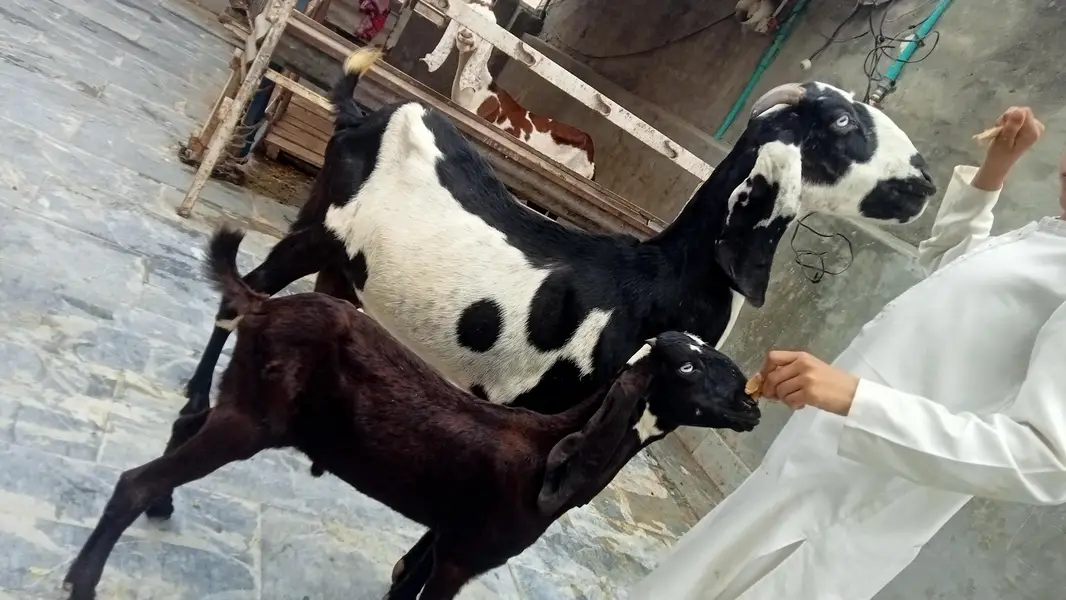 Goats 2 female and baby available Awla nasal urgent sale — photo 2
