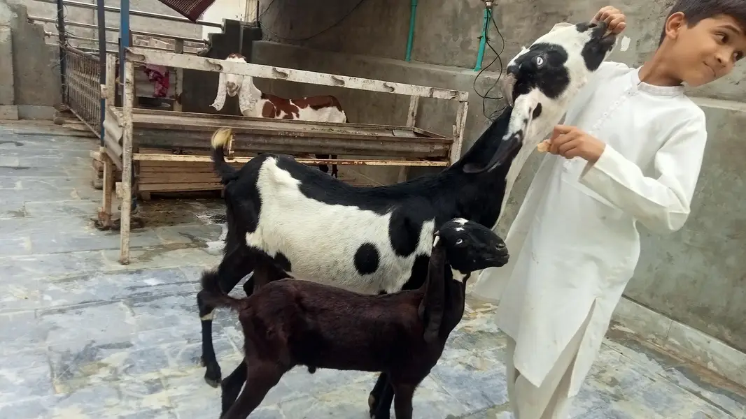 Goats 2 female and baby available Awla nasal urgent sale — photo 3