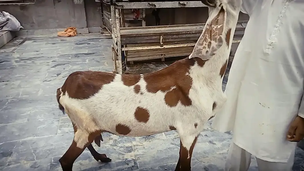 Goats 2 female and baby available Awla nasal urgent sale — photo 4