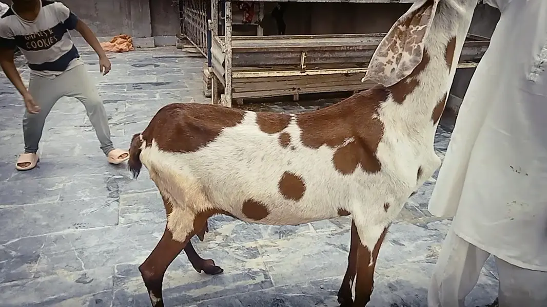 Goats 2 female and baby available Awla nasal urgent sale — photo 5