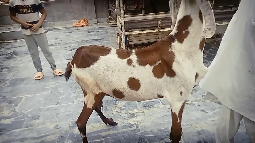 Goats 2 female and baby available Awla nasal urgent sale — photo 6