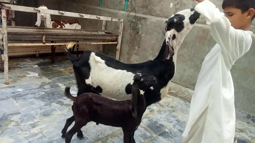 Goats 2 female and baby available Awla nasal urgent sale — photo 7