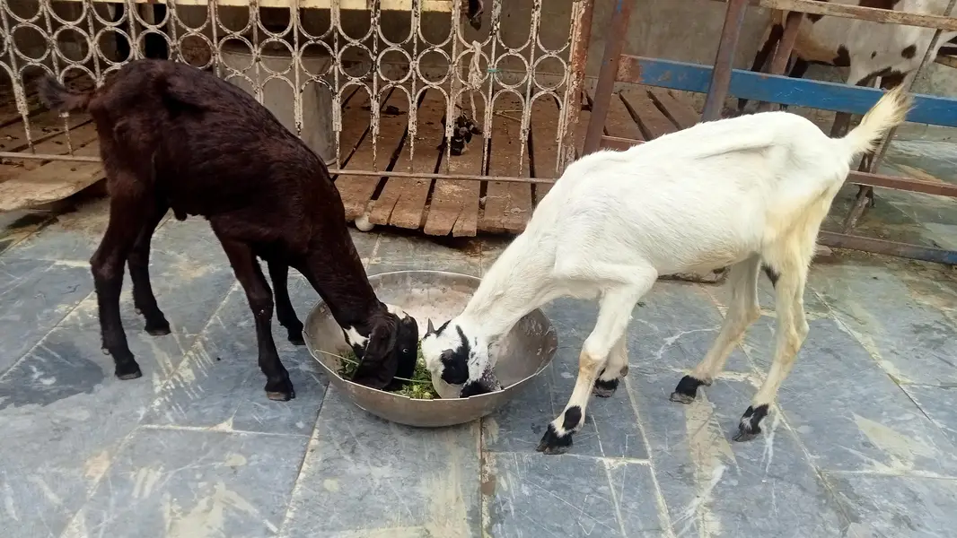 Goats 2 female and baby available Awla nasal urgent sale — photo 8