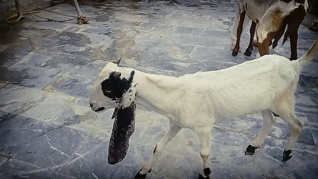 Goats 2 female and baby available Awla nasal urgent sale — photo 9
