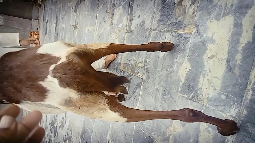 Goats 2 female and baby available Awla nasal urgent sale — photo 10