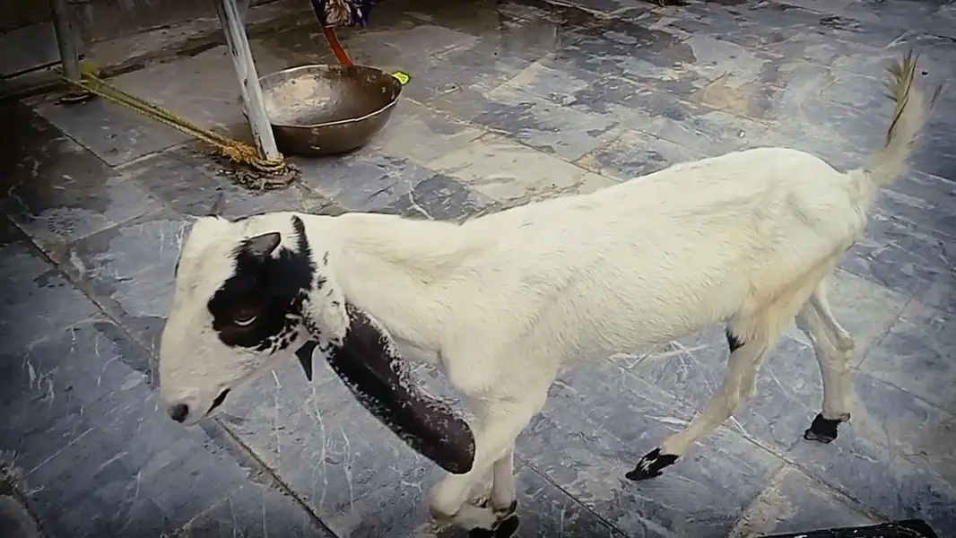 Goats 2 female and baby available Awla nasal urgent sale — photo 12