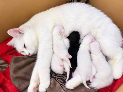 inbox olx only  kitten cats available Persian triple coated