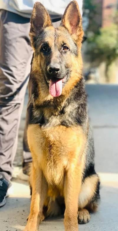 female shepherd