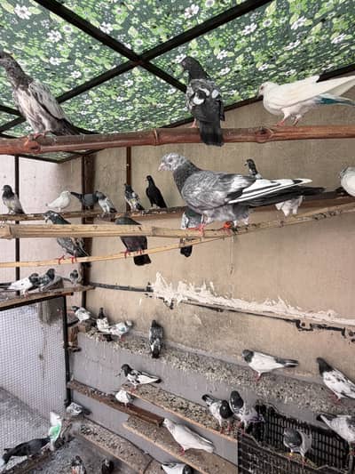 High flyers pigeons