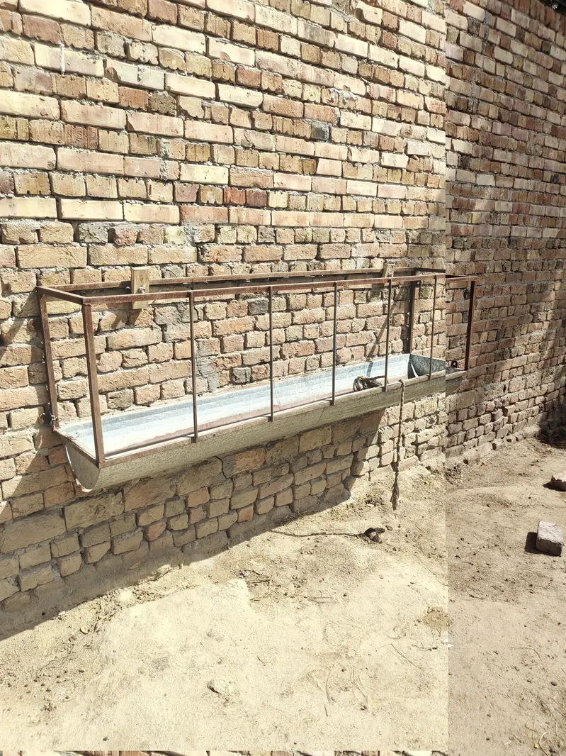 Goat feeding trough