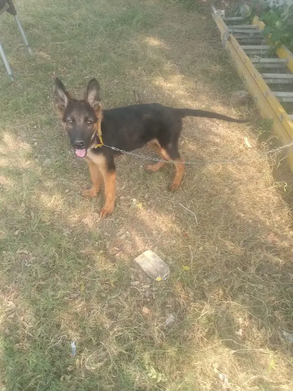 German shepherd puppy dog for sale