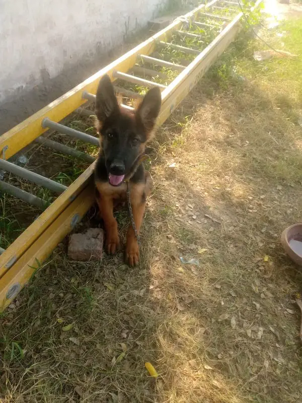 German shepherd puppy dog for sale — photo 2