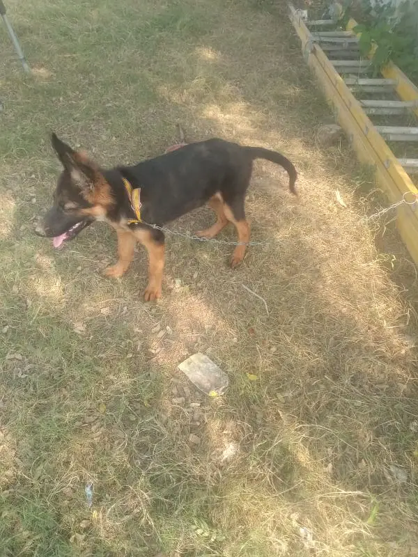 German shepherd puppy dog for sale — photo 3