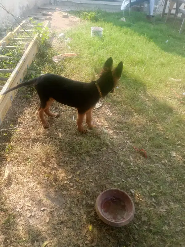 German shepherd puppy dog for sale — photo 4