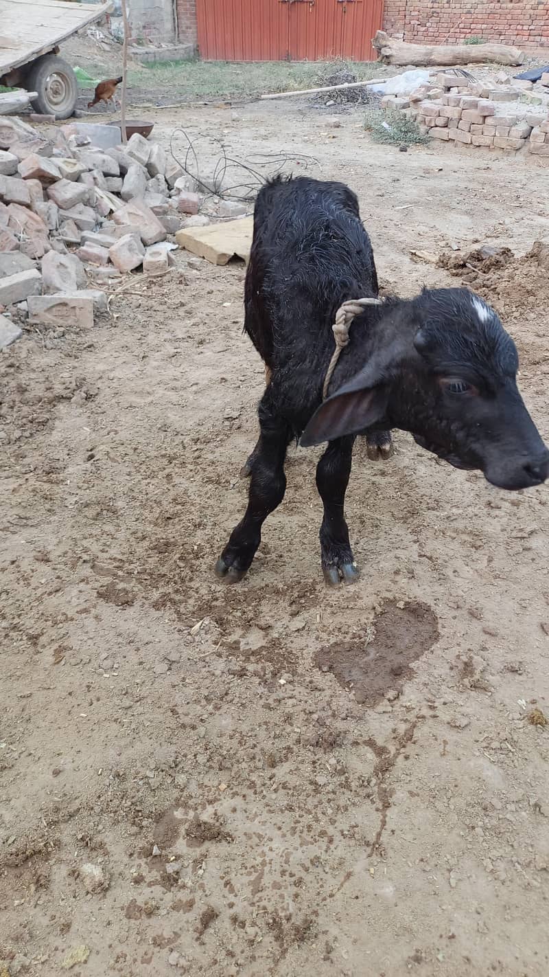 دو بھینس ایک کٹی اور ایک چھوٹی کٹی اور ایک چھوٹا کٹا فار سیل 1
