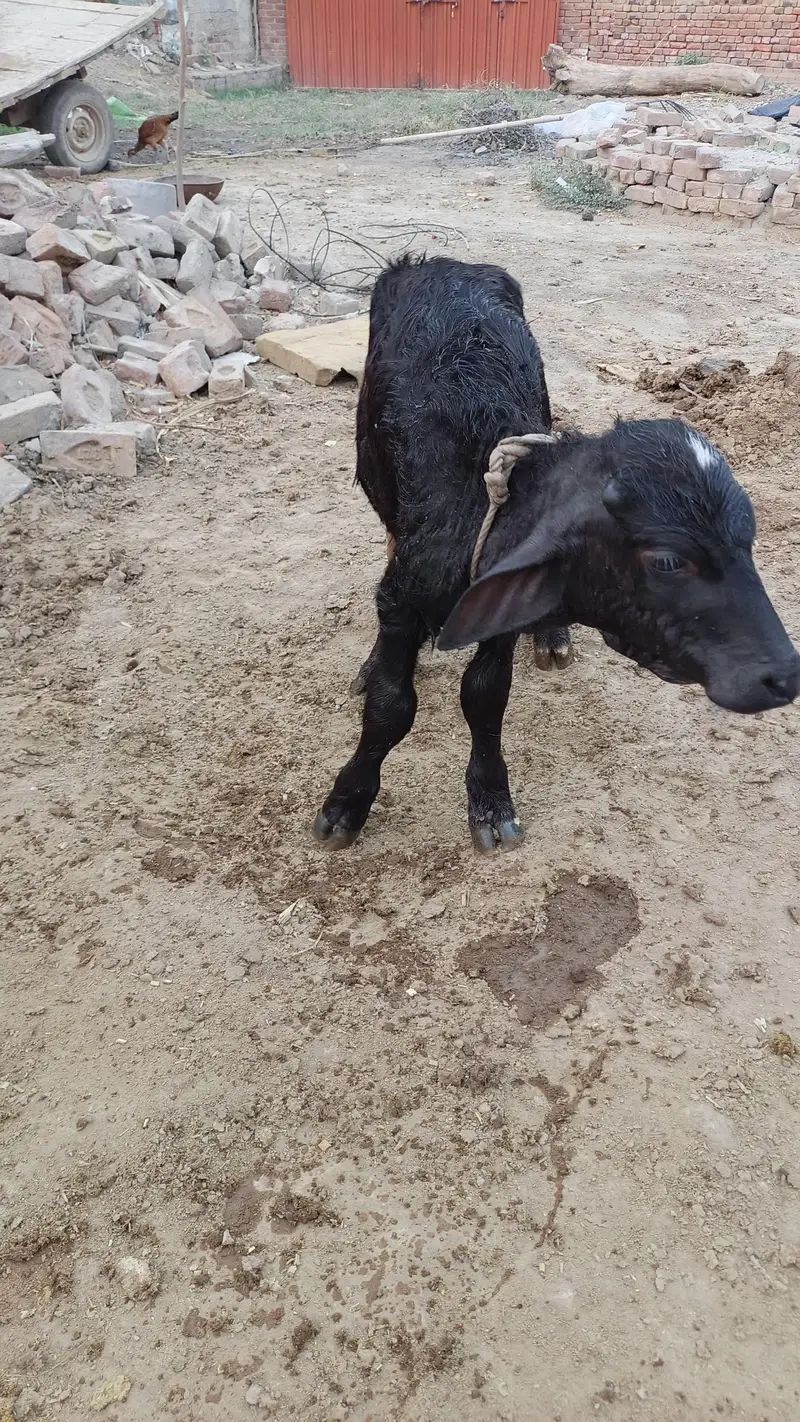 دو بھینس ایک کٹی اور ایک چھوٹی کٹی اور ایک چھوٹا کٹا فار سیل — photo 2