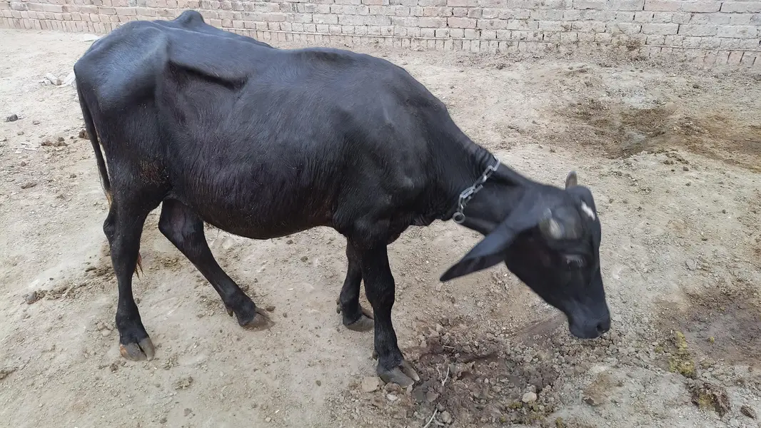 دو بھینس ایک کٹی اور ایک چھوٹی کٹی اور ایک چھوٹا کٹا فار سیل — photo 3