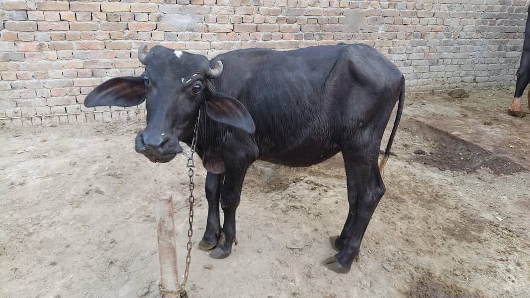 دو بھینس ایک کٹی اور ایک چھوٹی کٹی اور ایک چھوٹا کٹا فار سیل 3