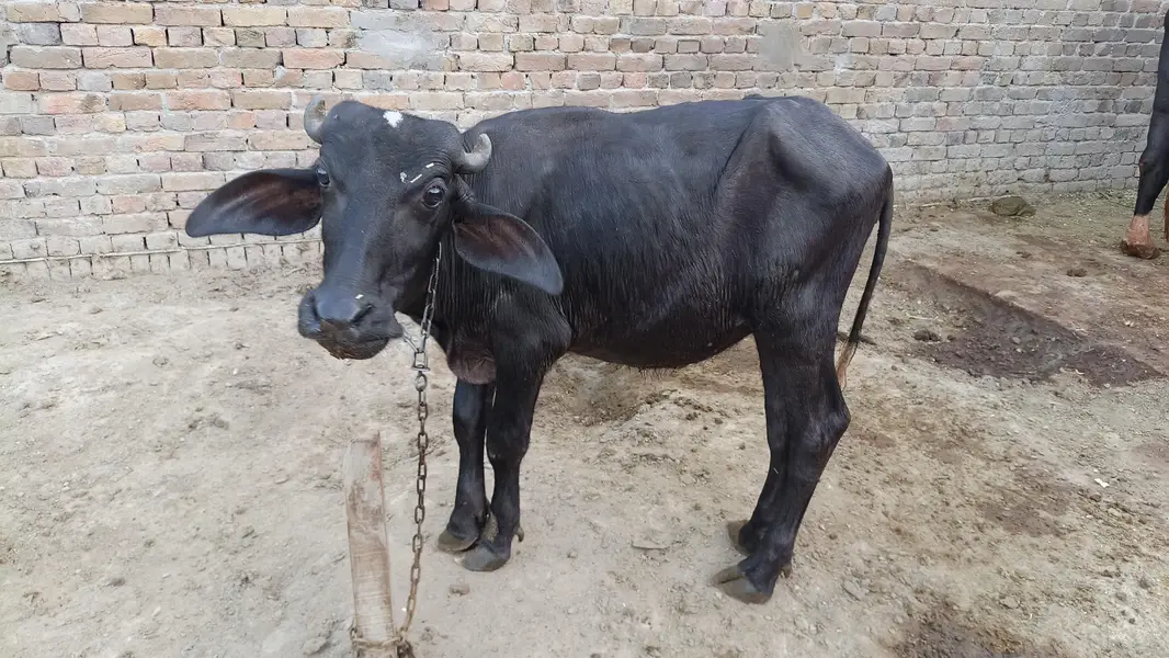 دو بھینس ایک کٹی اور ایک چھوٹی کٹی اور ایک چھوٹا کٹا فار سیل — photo 4