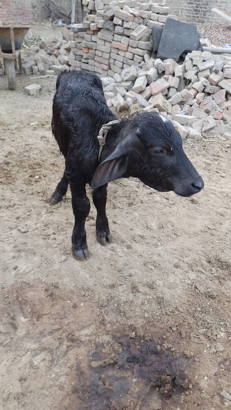 دو بھینس ایک کٹی اور ایک چھوٹی کٹی اور ایک چھوٹا کٹا فار سیل 4