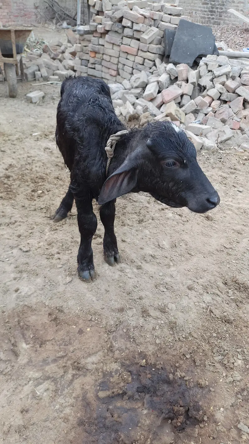 دو بھینس ایک کٹی اور ایک چھوٹی کٹی اور ایک چھوٹا کٹا فار سیل — photo 5