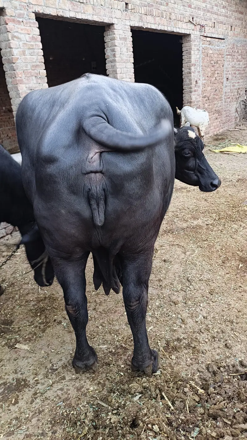 دو بھینس ایک کٹی اور ایک چھوٹی کٹی اور ایک چھوٹا کٹا فار سیل — photo 6