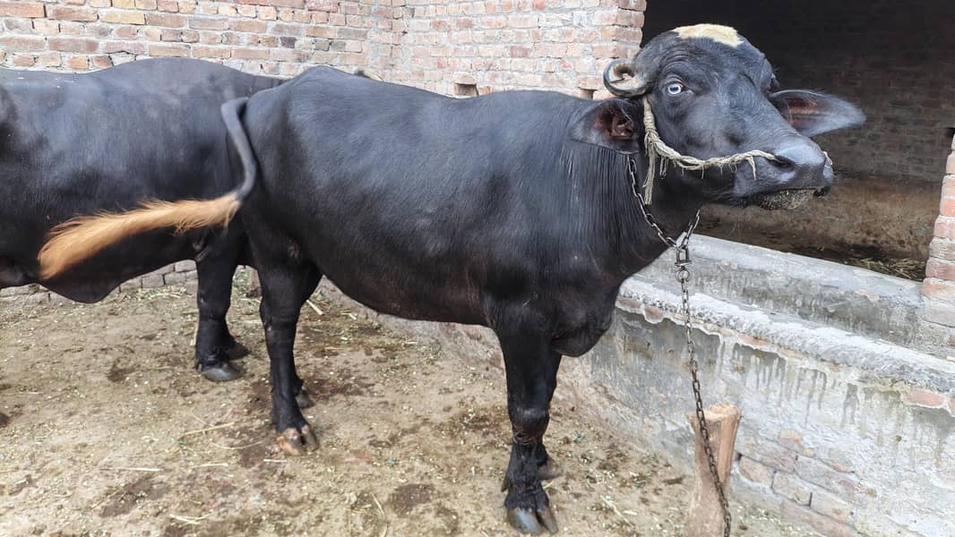 دو بھینس ایک کٹی اور ایک چھوٹی کٹی اور ایک چھوٹا کٹا فار سیل 7
