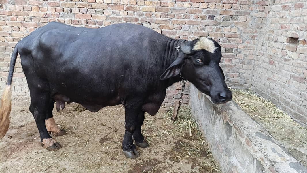 دو بھینس ایک کٹی اور ایک چھوٹی کٹی اور ایک چھوٹا کٹا فار سیل 10