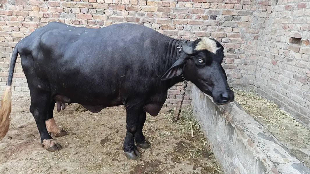دو بھینس ایک کٹی اور ایک چھوٹی کٹی اور ایک چھوٹا کٹا فار سیل — photo 11
