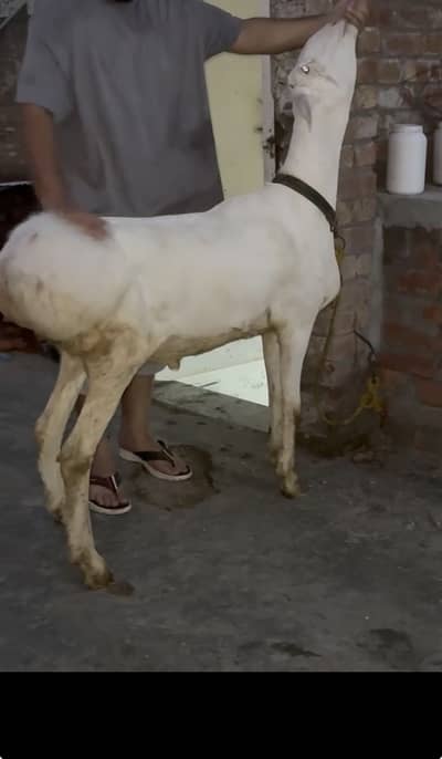 dhumba