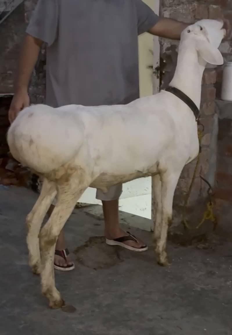 dhumba 2