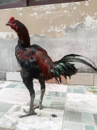 aseel murga for sale cross thaibarmy cross