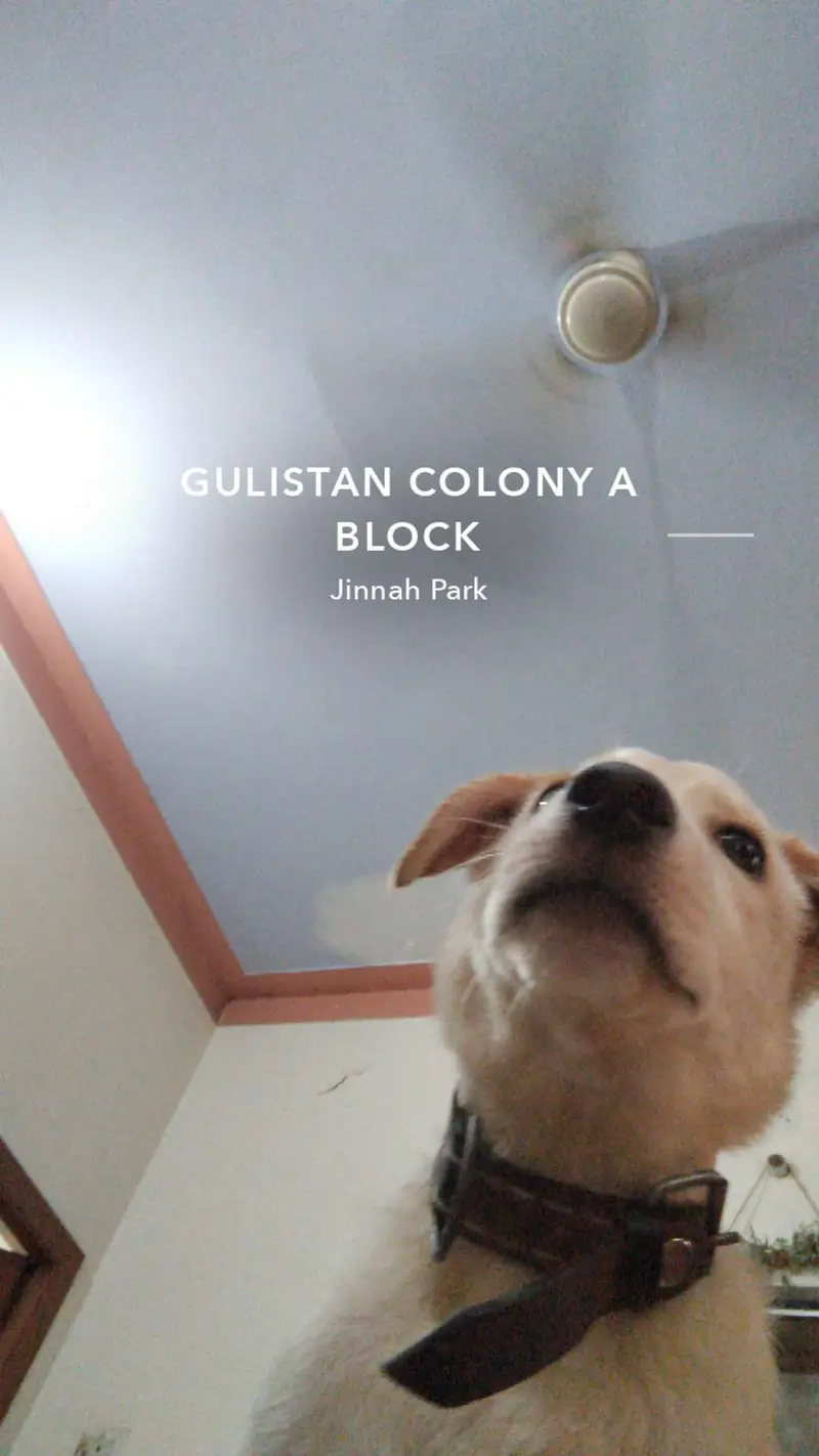 Labrador puppy — photo 2