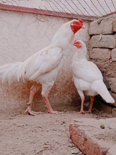 Adult Heera Aseel Breeder pair laying eggs
