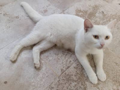 Persian Short Hair White Cat
