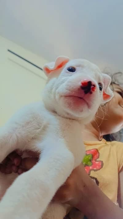 100% guiltair female dog 1 month age