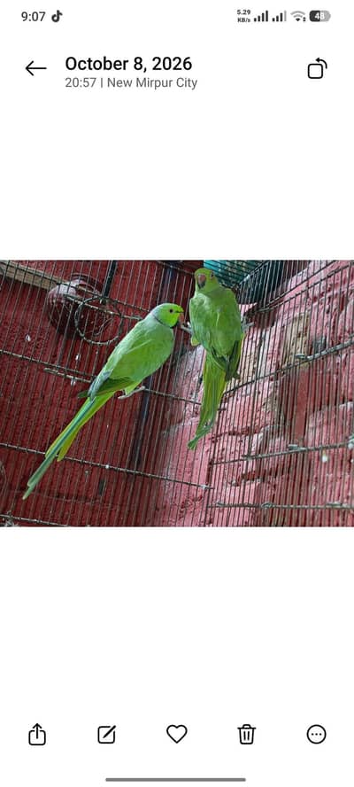 Green ringneck breeder pair