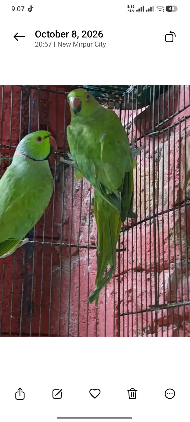 Green ringneck breeder pair — photo 2