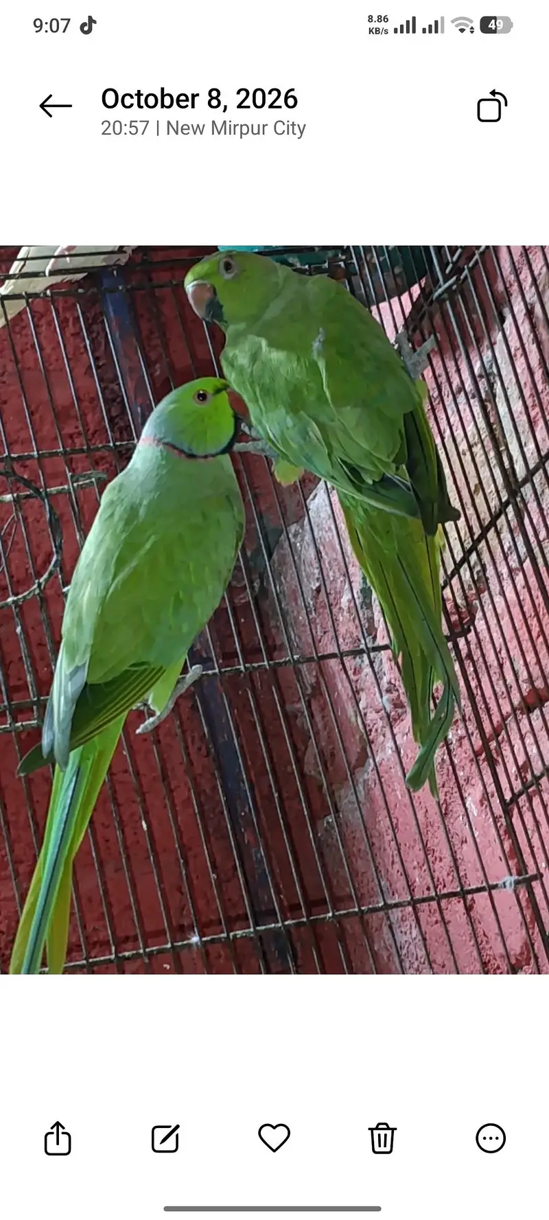 Green ringneck breeder pair — photo 3